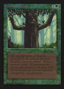 Ironroot Treefolk [Collectors' Edition] - The Mythic Store | 24h Order Processing