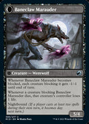 Baneblade Scoundrel // Baneclaw Marauder [Innistrad: Midnight Hunt] - The Mythic Store | 24h Order Processing